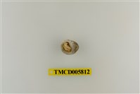 藏品(灰白陸寄居蟹)的圖片